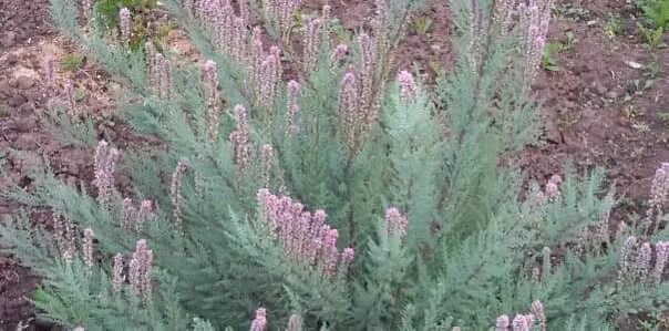 Мирикария фото и описание кустарника Myricaria deciduous refers to deciduous shrubs from the Tamarisk family. The dis