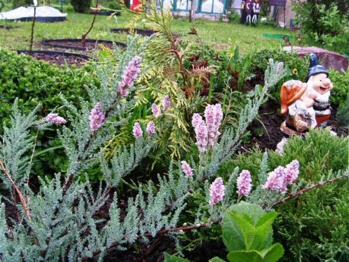 Мирикария кустарник фото Сбор заказов. Цветники и грядки - всё в саду в порядке. Бордюрная лента для сада