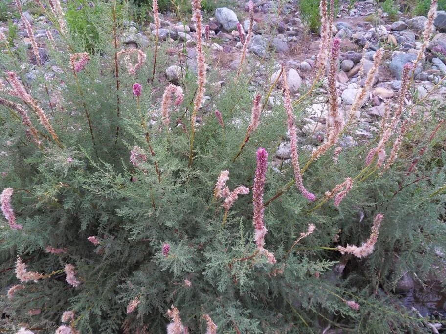 Мирикария описание кустарника уход и выращивание фото Myricaria bracteata - Image of an specimen - Plantarium