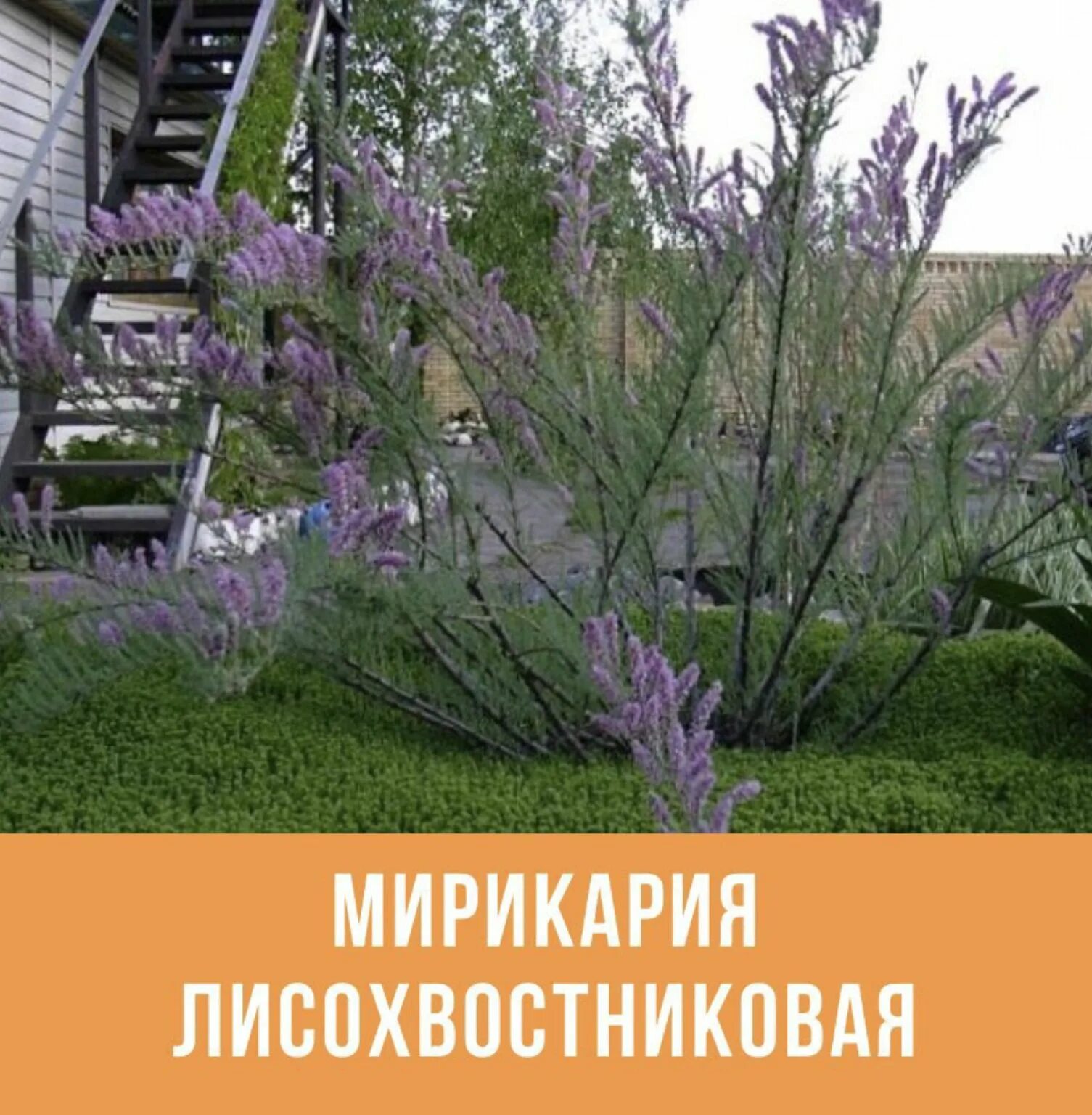 Мирикария описание кустарника уход и выращивание фото Pin von Larisimonova auf мирикария