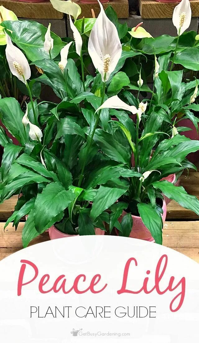 Мирная лилия комнатное растение фото Peace Lily Plant Care Guide - Peace lilies are easy to grow houseplants that thr