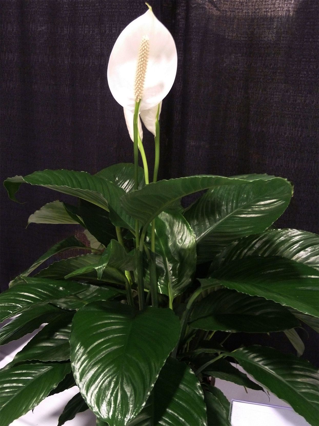 Мирная лилия комнатное растение фото How to Grow and Care for Peace Lily
