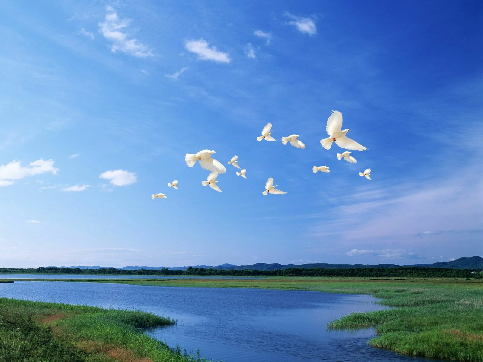 Мирное небо над головой фото Download wallpaper 1600x1200 birds, white, flight, river, sky, light standard 4: