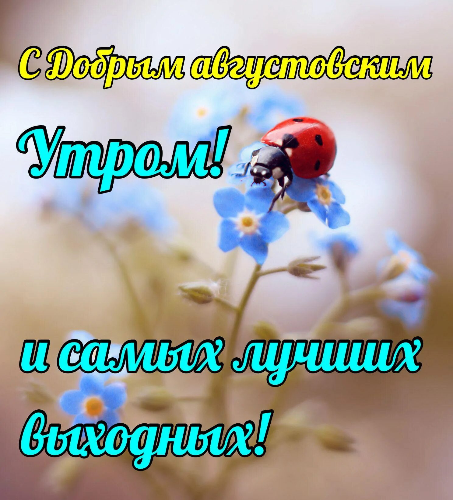 Мирного утра и хорошего дня картинки красивые Доброе утро Август, новые красивые картинки Zamanilka