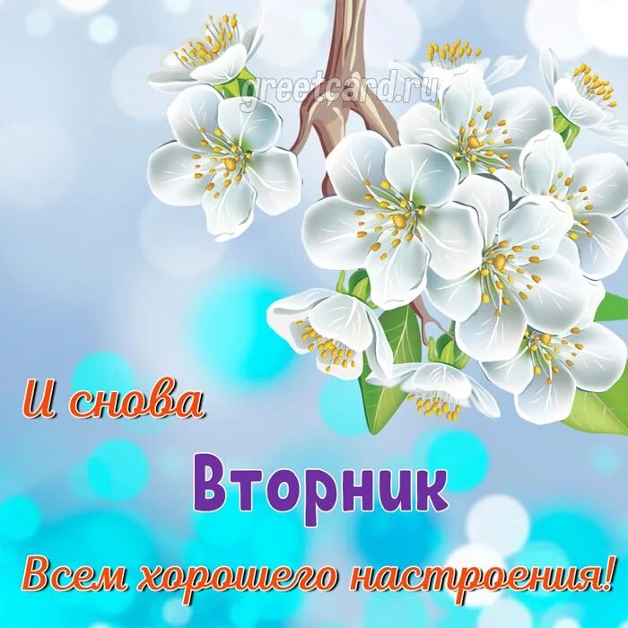 Мирного утра и хорошего дня картинки красивые Открытка со вторником с цветами