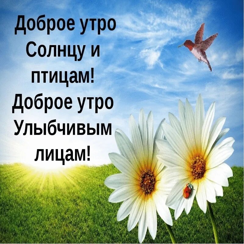 Мирного утра и хорошего дня картинки красивые Доброе утро! 2023 Красивые открытки и поздравления с праздниками ВКонтакте