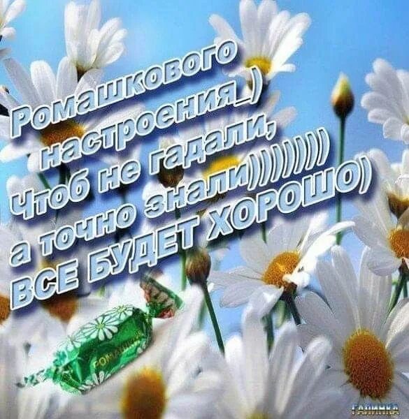 Мирного утра и хорошего дня картинки красивые Ромашки.Лето. panosundaki Pin