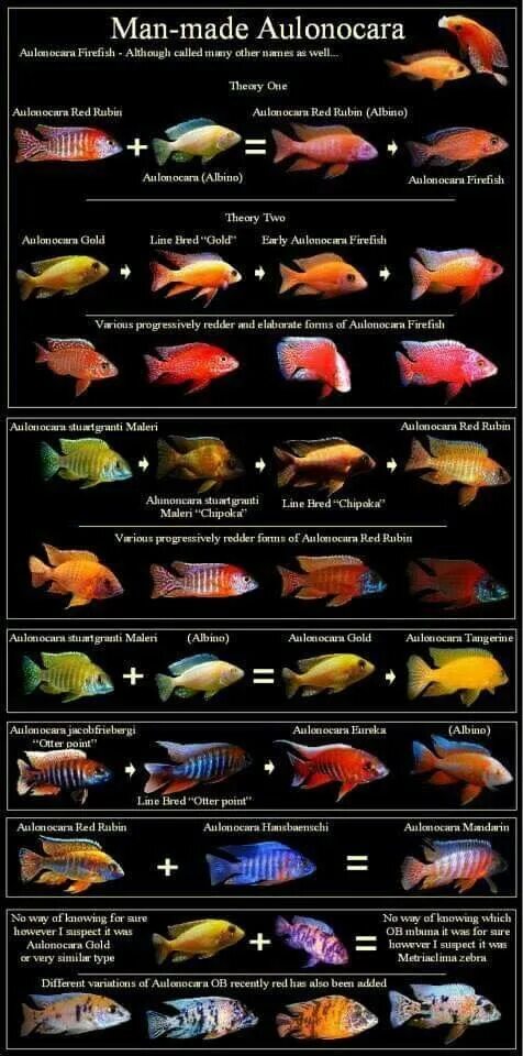 Мирные аквариумные рыбки фото с названиями совместимость Cichlids More African cichlid aquarium, Cichlid aquarium, Cichlids