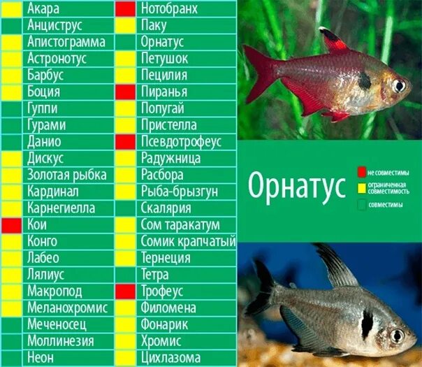 Мирные аквариумные рыбки фото с названиями совместимость Совместимость - Фотография 25 из 44 ВКонтакте
