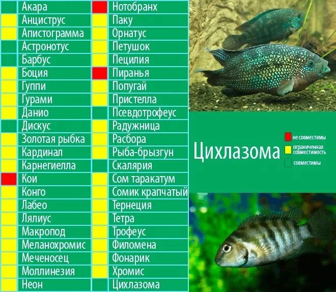 Мирные аквариумные рыбки фото с названиями совместимость Цихлазома Чернополосая цихлазома может хорошо уживаться с неагрессивными рыбками