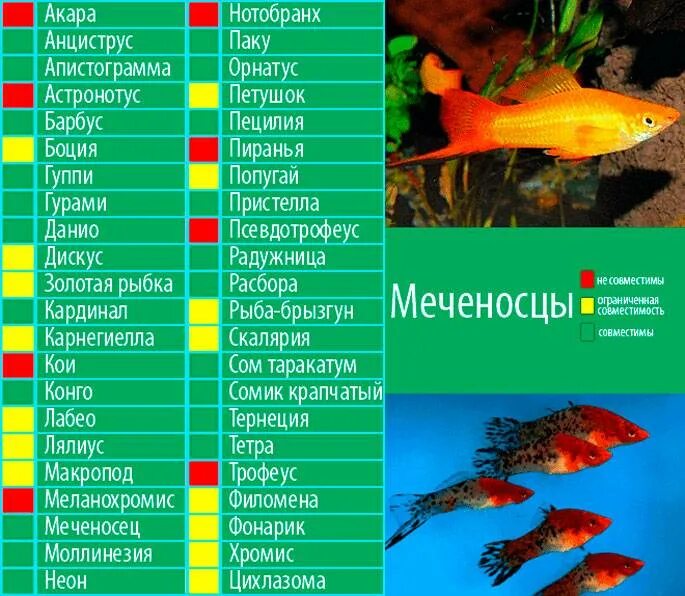Мирные аквариумные рыбки фото с названиями совместимость Неприхотливые рыбки для начинающих аквариумистов: гуппи, данио, меченосцы, молли
