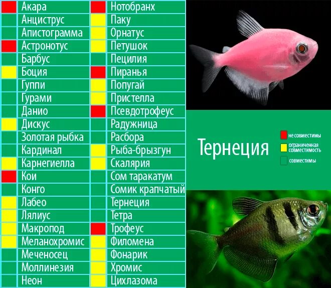Мирные аквариумные рыбки фото с названиями совместимость Неприхотливые рыбки для начинающих аквариумистов: гуппи, данио, меченосцы, молли