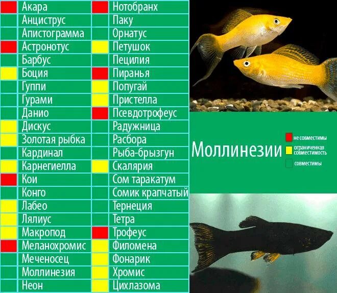 Мирные аквариумные рыбки фото с названиями совместимость Моллинезия - купить в Карасуке, цена 40 руб., продано 7 июня 2019 - Рыбки
