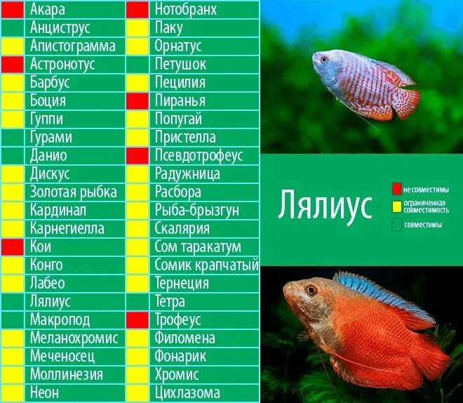Мирные аквариумные рыбки фото с названиями совместимость Лялиус Рыбки с тихим нравом. Недопустимо содержать с рыбами, откусывающими плавн