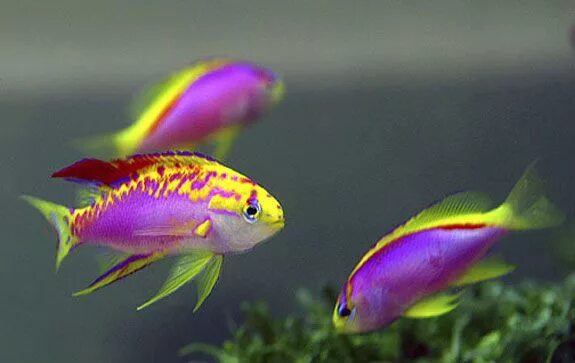 Мирные рыбки фото Ventralis Anthias They are all female when born Saltwater aquarium fish, Saltwat