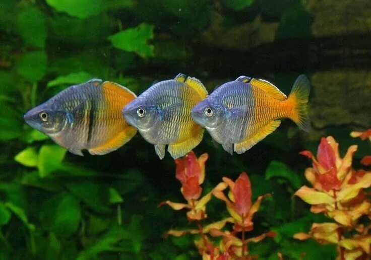 Мирные рыбки фото Pin on Acuario agua dulce