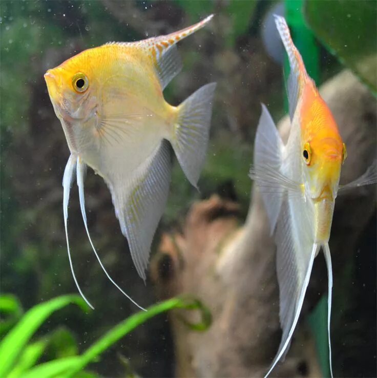 Мирные рыбы фото Loading... Pet fish, Colorful fish, Tropical fish
