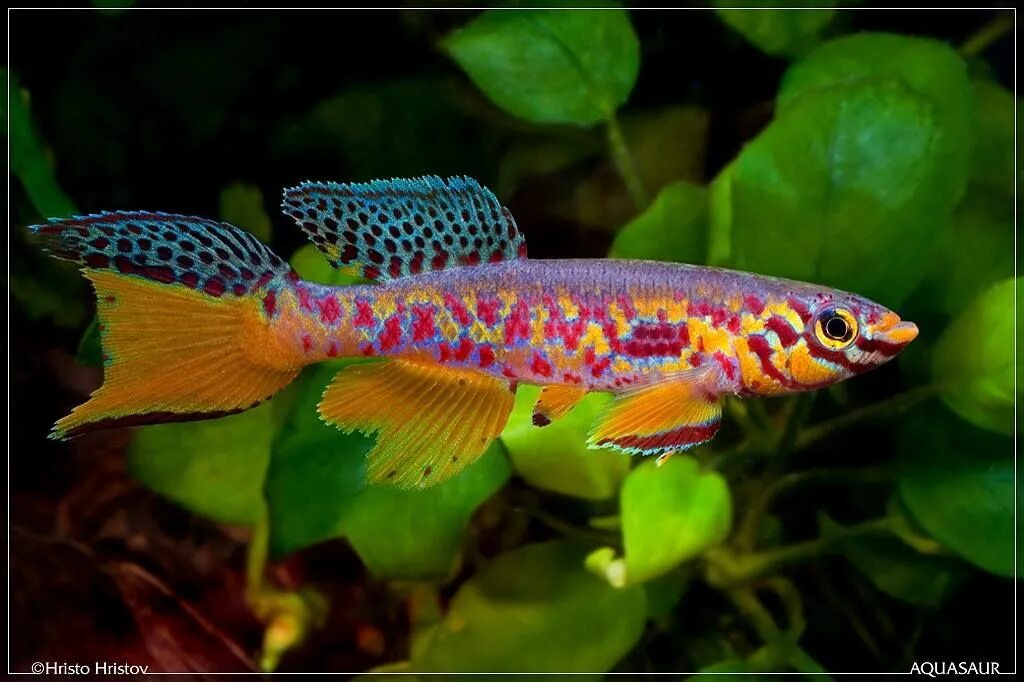 Мирные рыбы фото fresh-n-salty Aquarium fish, Pet fish, Fish breeding