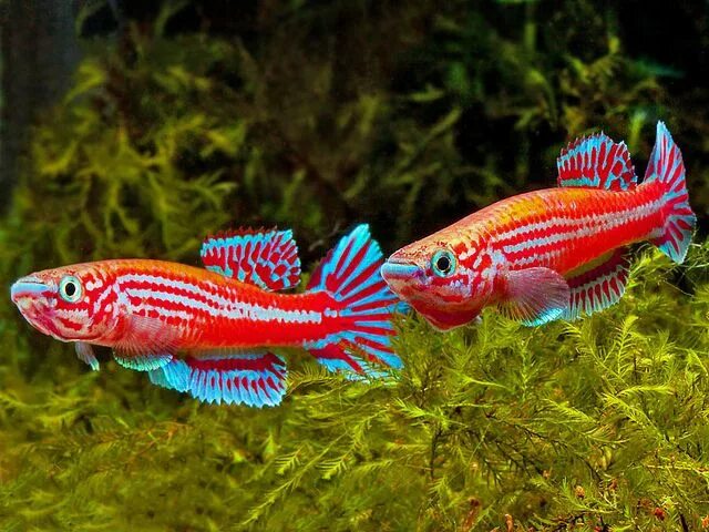 Мирные рыбы фото Aphyosemion ogoense GHP 80-24 Fresh water fish tank, Freshwater fish, Aquarium f