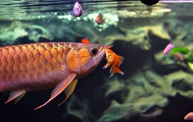 Мирные рыбы фото Пин на доске Mantenimiento de peces - ACUARIOFILIA