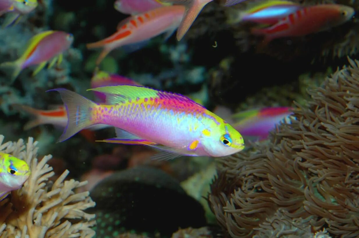 Мирные рыбы фото Longfin Anthia Tropical fish pictures, Tropical fish, Beautiful tropical fish