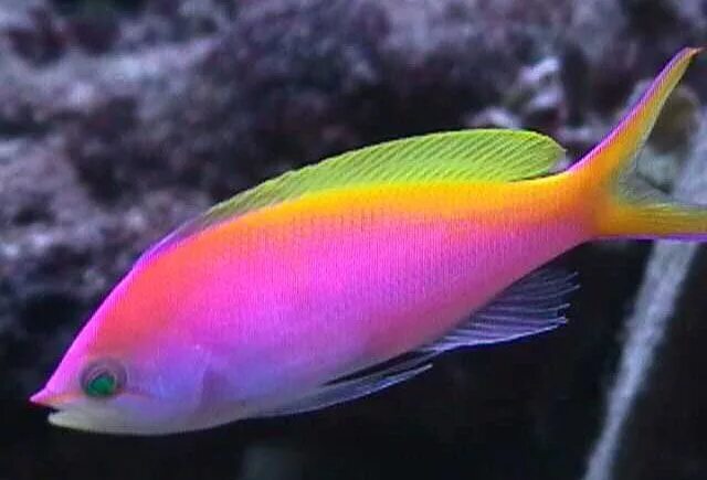 Мирные рыбы фото aquarium fish Pseudanthias photos, search and descriptions