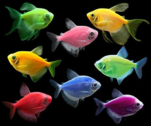Мирные рыбы фото Glofish Tetra в комплекте живых аквариумных рыбок коллекция eBay