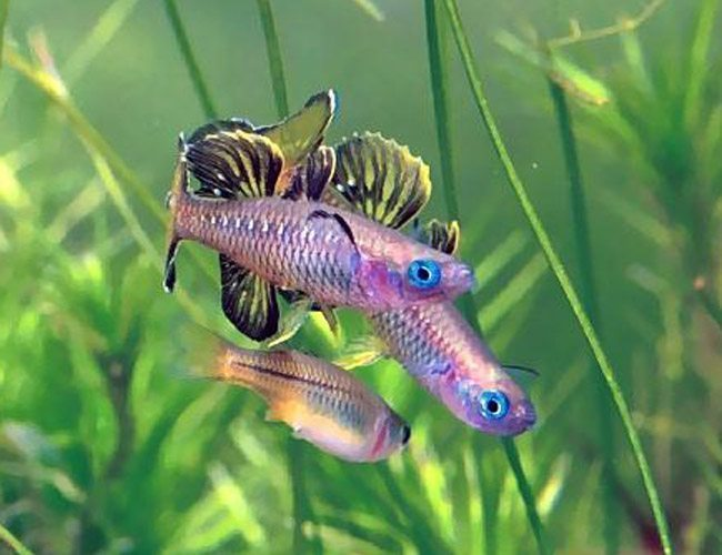 Мирные рыбы фото Blue-Eyed Tenellus Tropical Rainbowfish - Arizona Aquatic Gardens Aquatic garden
