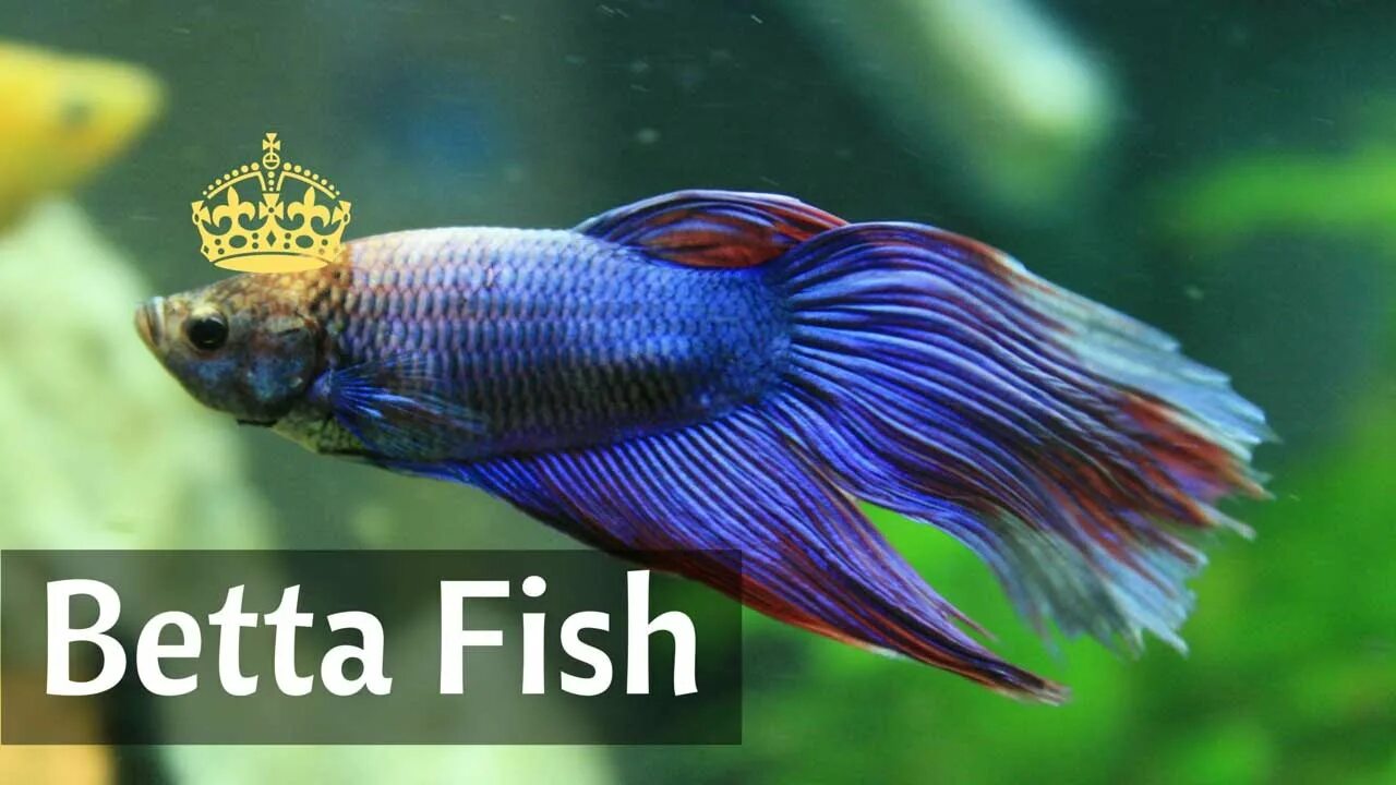 Мирные рыбы фото Delta Betta Fish in freshwater Aquarium - YouTube
