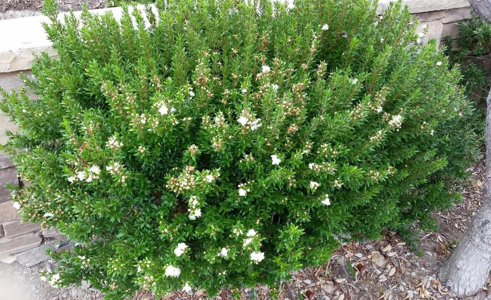 Мирт фото и описание кустарника Myrtus communis 'Compacta' - Everde Growers Evergreen shrubs, Shrubs, Trees to p