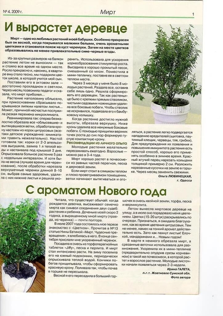 Мирт комнатное растение фото цена полезные свойства Мирт уход и размножение