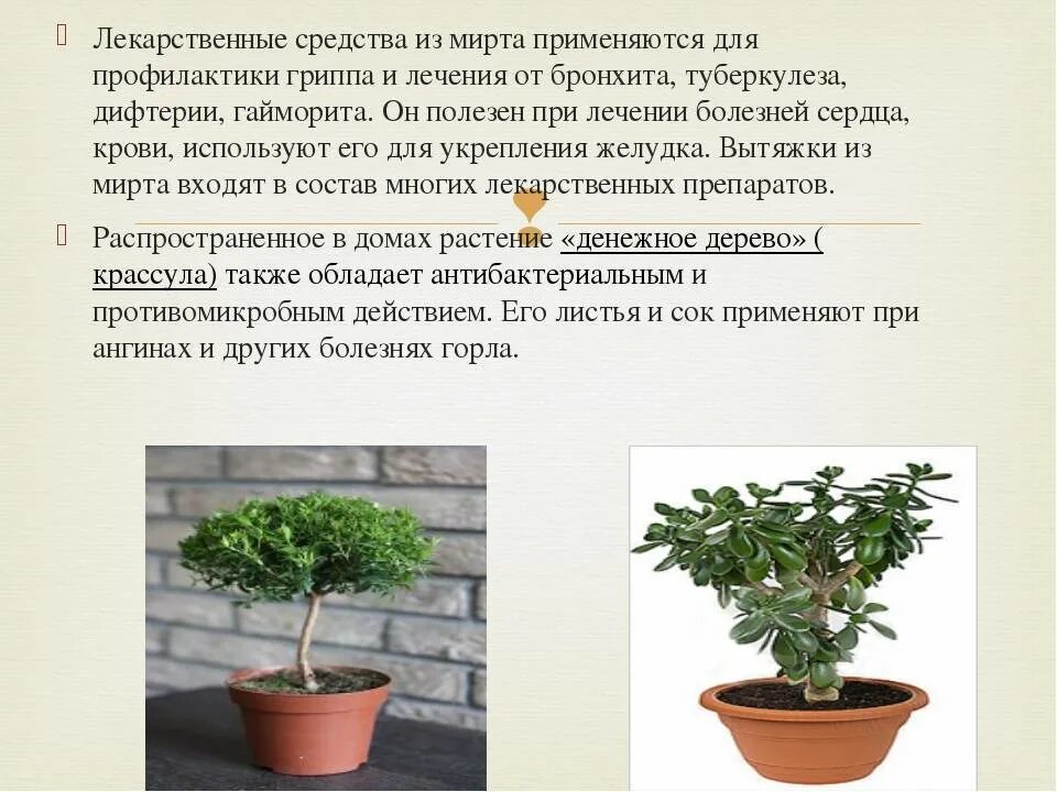 Мирт комнатное растение фото цена полезные свойства Мирт: уход в домашних условиях, фото, выращивание, вредители комнатного растения