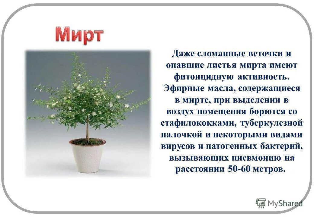 Мирт комнатное растение фото цена полезные свойства Описание и ботанические характеристики комнатного растения мирт: особенности ухо