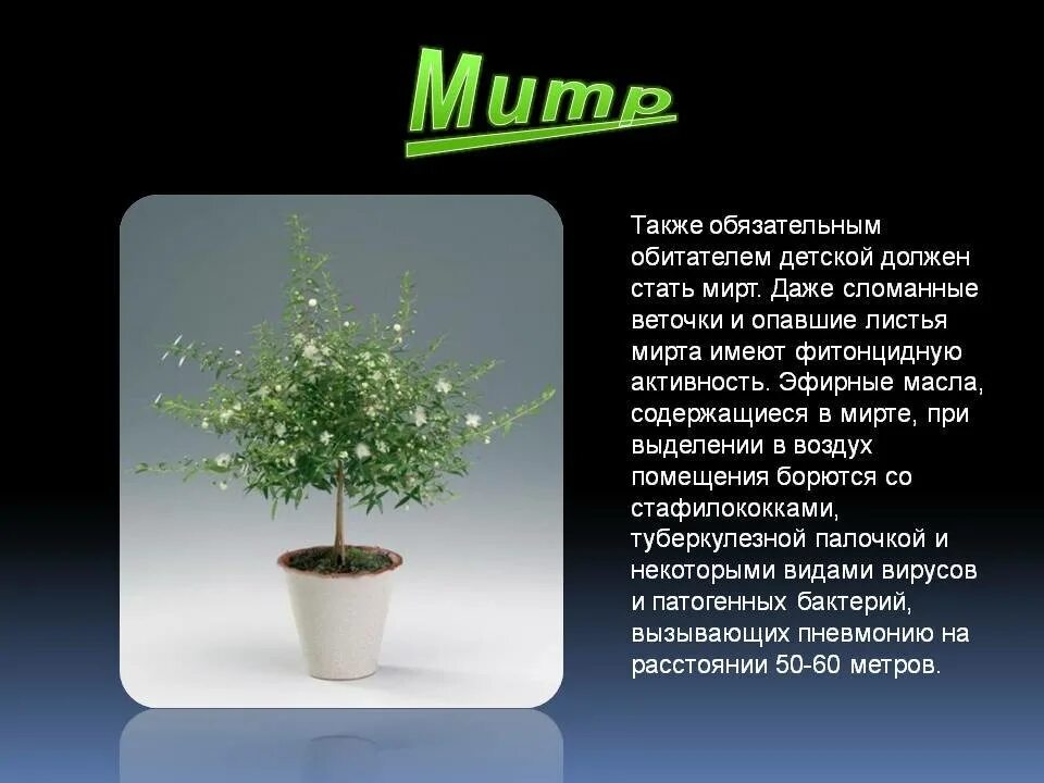 Мирт комнатное растение фото цена полезные свойства Описание и ботанические характеристики комнатного растения мирт: особенности ухо