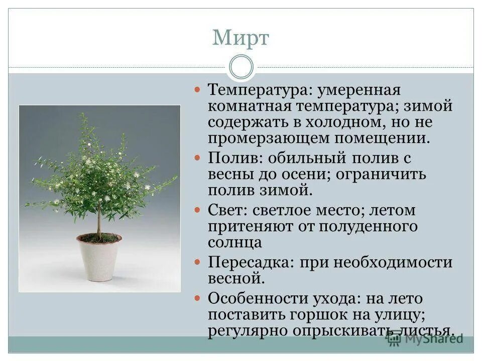 Мирт комнатное растение фото цена полезные свойства Мирт: фото, советы и рекомендации по уходу