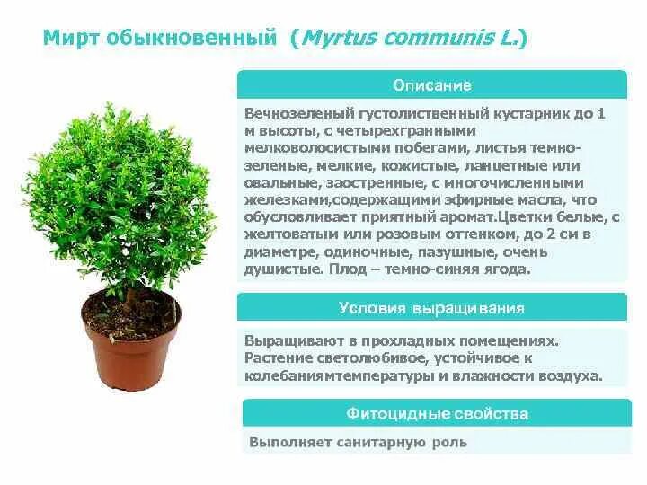 Мирт комнатное растение фото цена полезные свойства Мирт: фото, советы и рекомендации по уходу
