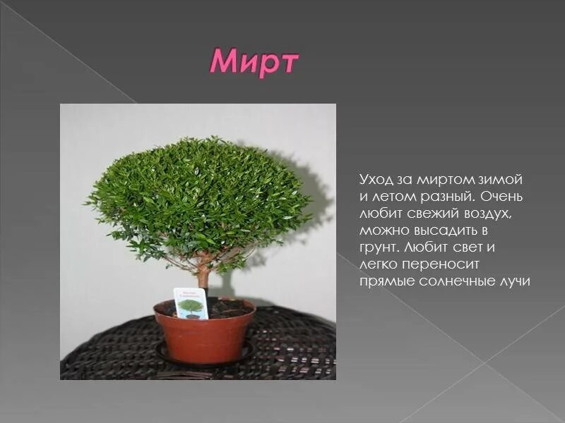 Мирт комнатное растение фото цена полезные свойства Растение мирт его свойства и применение eCookie.ru