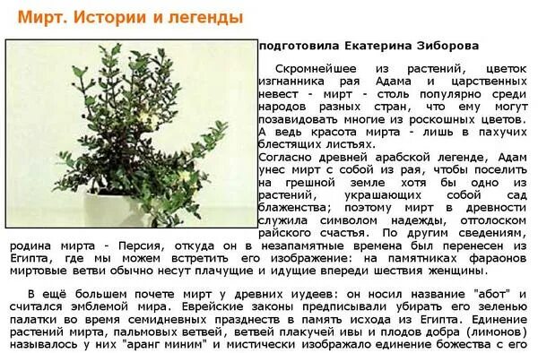 Мирт комнатное растение фото цена полезные свойства Ответы Mail.ru: Собираю легенды о растениях. Может быть пополните мою коллекцию?