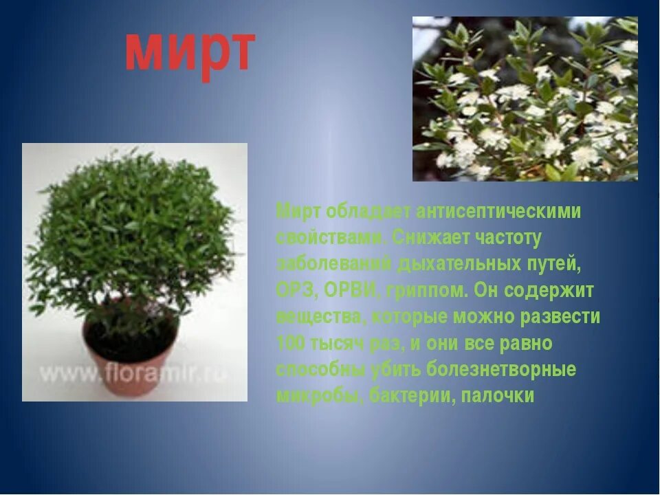 Мирт комнатное растение фото цена полезные свойства Фотографии комнатного растения мирт Натуралист Фотогалерея природы на dia-logika