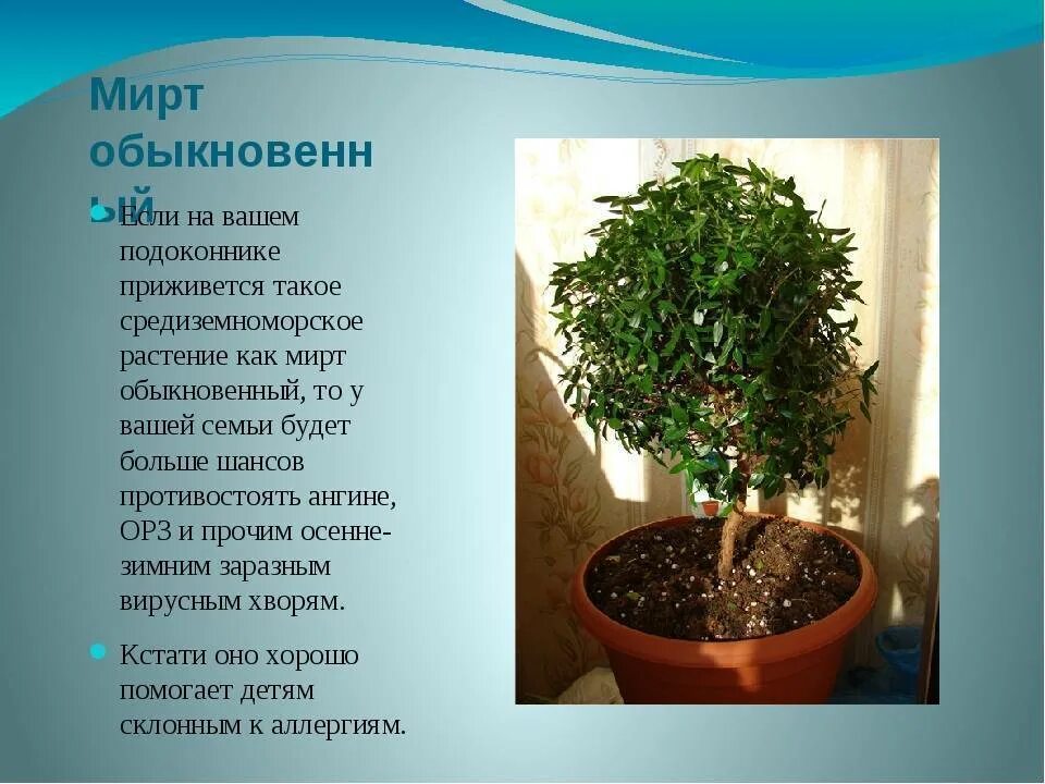 Мирт комнатное растение фото цена полезные свойства Миртовое дерево - чем полезен мирт в квартире