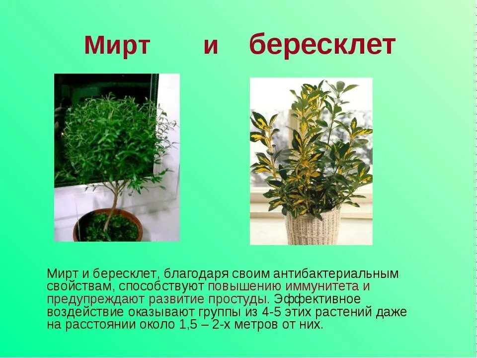 Мирт комнатное растение фото цена полезные свойства Описание и ботанические характеристики комнатного растения мирт: особенности ухо