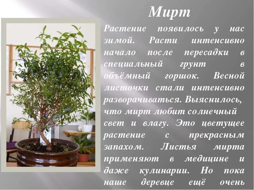 Мирт комнатное растение фото цена полезные свойства Описание и ботанические характеристики комнатного растения мирт: особенности ухо