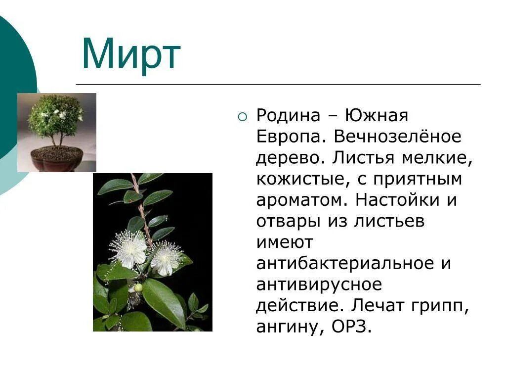 Мирт комнатное растение фото цена полезные свойства Описание и ботанические характеристики комнатного растения мирт: особенности ухо