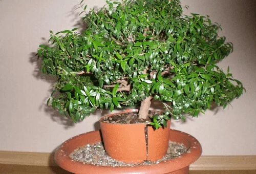 Мирт комнатное растение полезные свойства фото Care of the myrtle at home, especially its reproduction and watering
