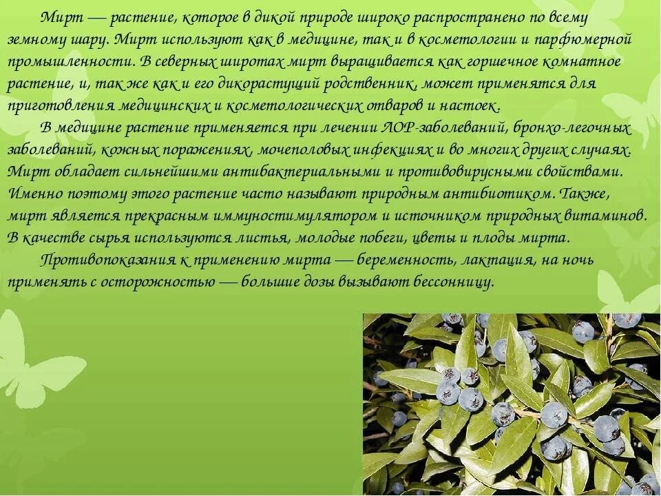 Мирт комнатное растение полезные свойства фото Миртовое дерево - чем полезен мирт в квартире