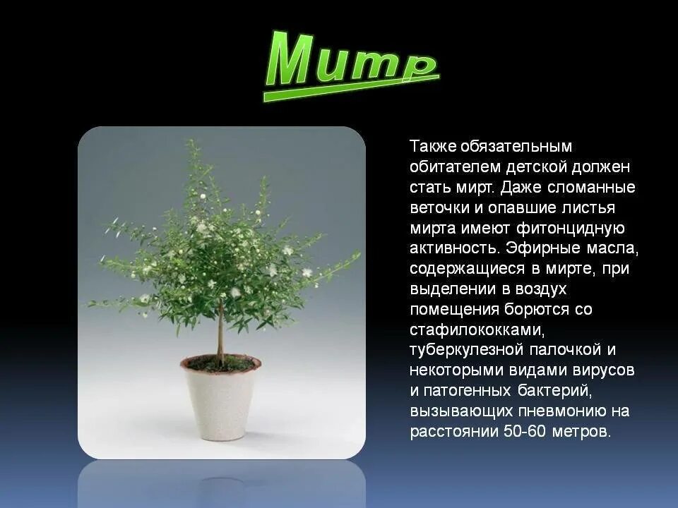 Мирт комнатное растение полезные свойства фото Миртовое дерево - чем полезен мирт в квартире