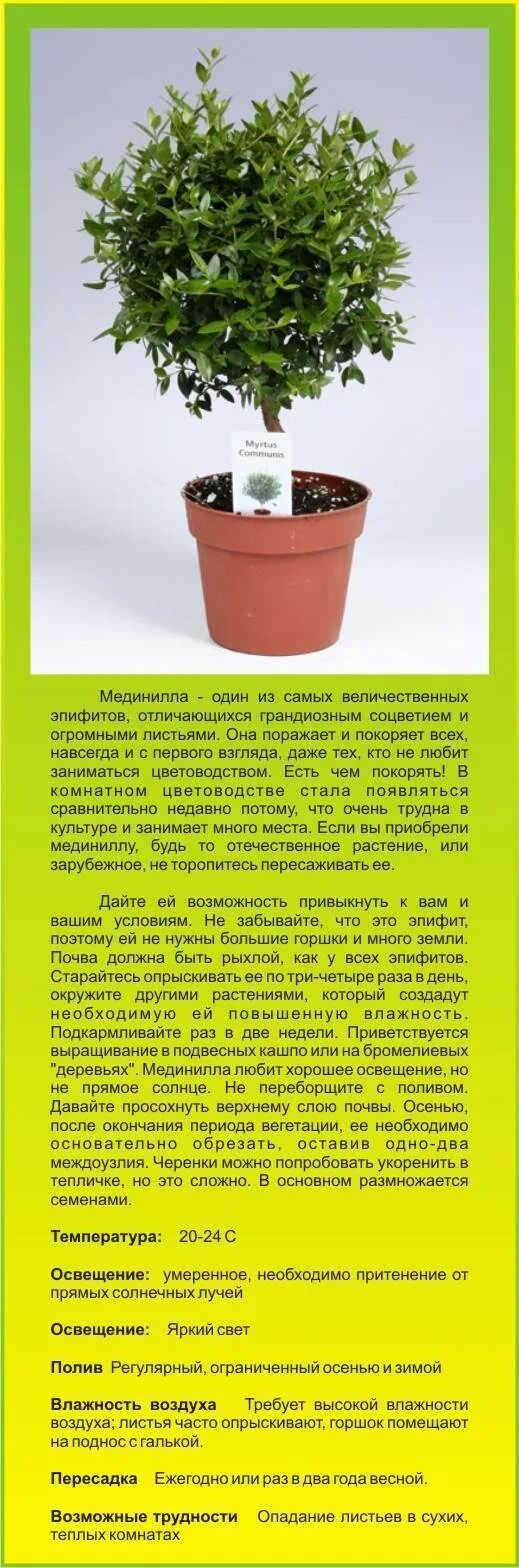 Мирт комнатное растение полезные свойства фото Миртовое дерево - чем полезен мирт в квартире
