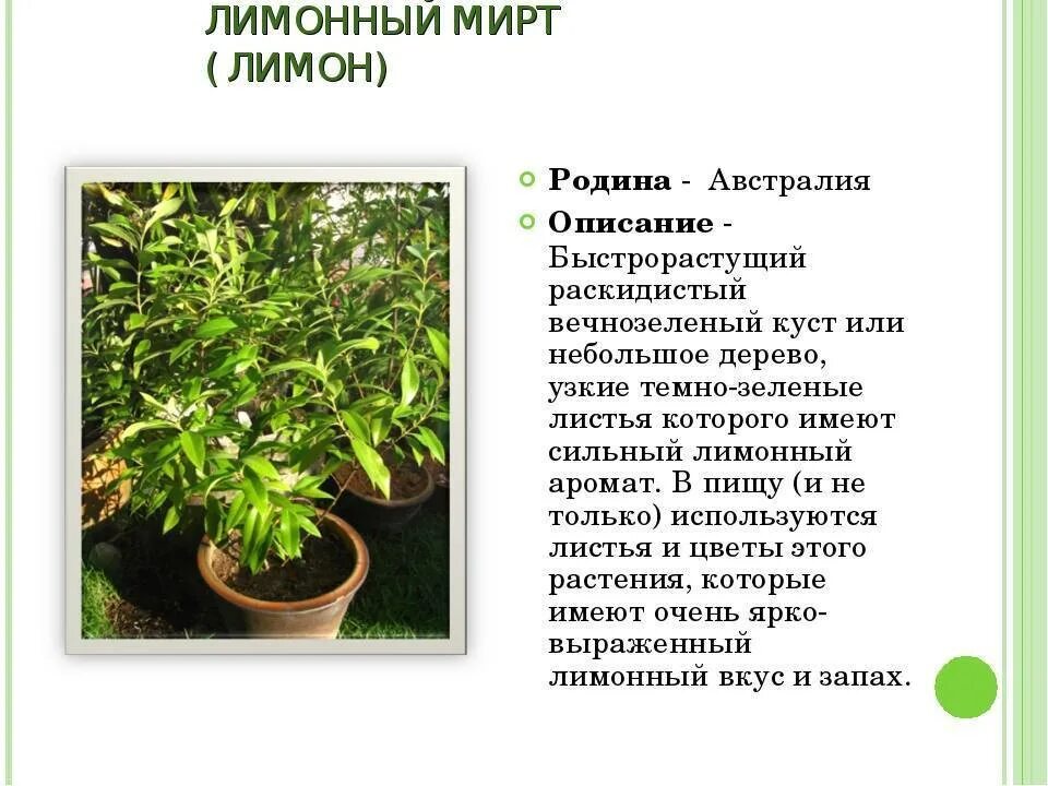Мирт комнатное растение полезные свойства фото Мирт: фото, советы и рекомендации по уходу
