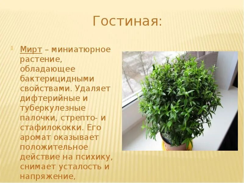 Мирт комнатное растение полезные свойства фото Комнатные растения Буркеева Виктория 13 лет МБУ ДО ЦПР "Перспектива"Иванчихина