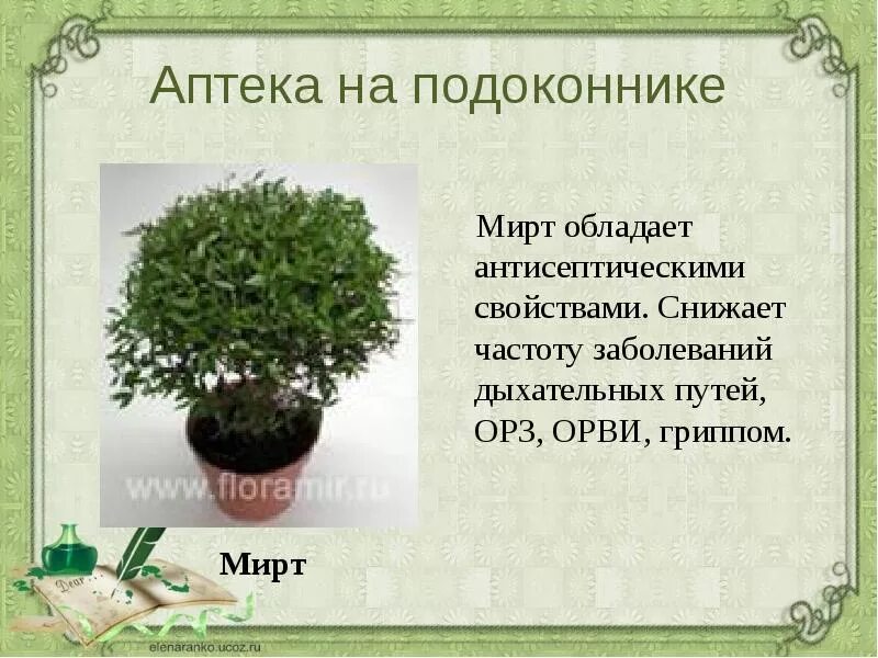 Мирт комнатное растение полезные свойства фото Ответы Mail.ru: Каким лечебным свойством обладает цветок мирт?